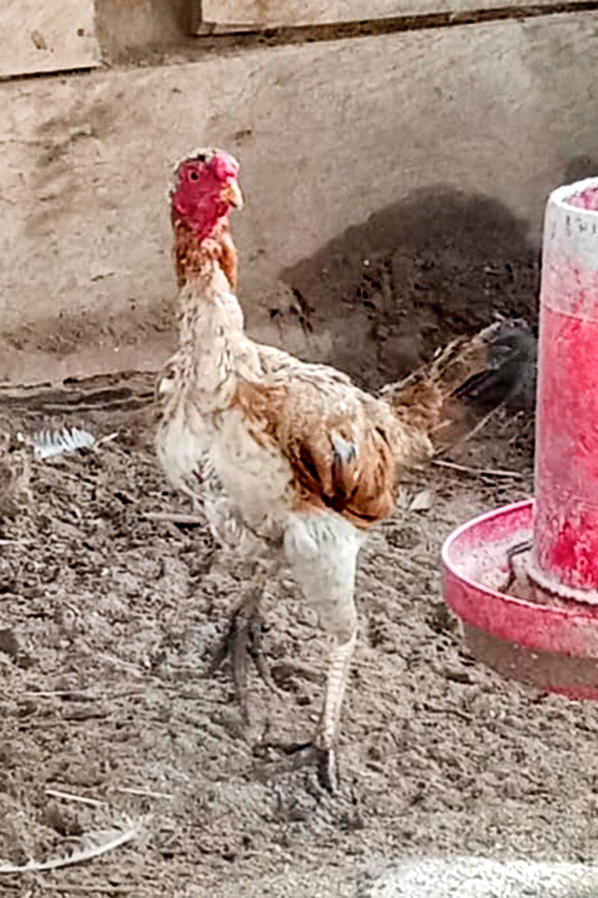 WhatsApp Image 2025-04-03 at 7.35.44 PM copia.jpg